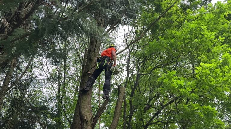  Botkins, OH Tree Removal and Landscaping Services Pros